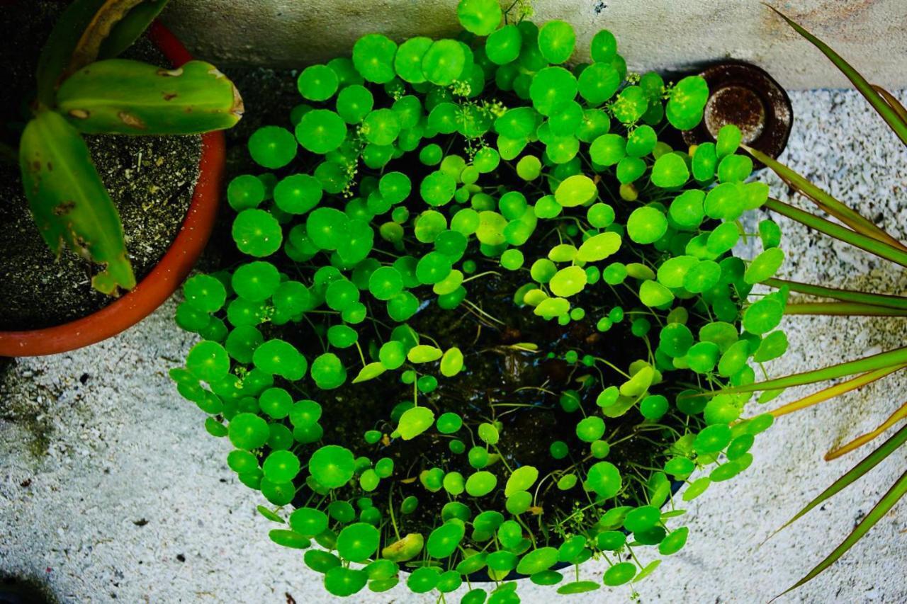Midsummer Thulusdhoo Ngoại thất bức ảnh